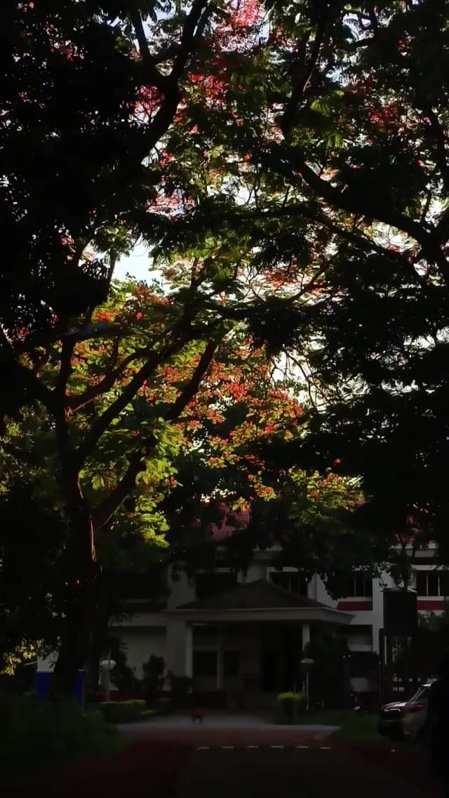 Vibrant Flame Trees Overlooking Peaceful Campus Building in Assam
