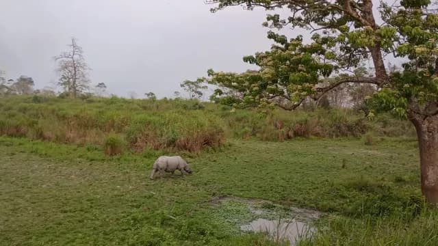 Wild Indian Rhinoceros Grazing in Lush Kaziranga National Park Grassland
