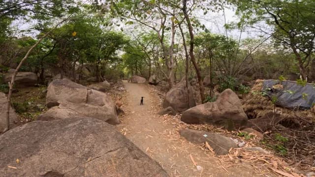 Rocky Forest Path with Small Animal on Rural Nature Trail at Mama Bhagne Pahar