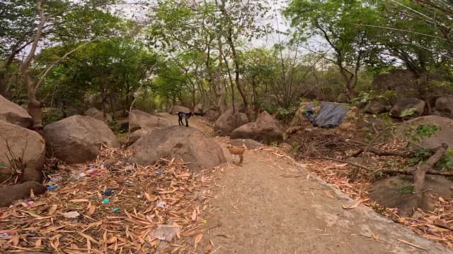 Goats Wandering on a Rocky Forest Path at Mama Bhagne Pahar