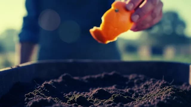 Person Composting Orange Peels into Rich Garden Soil