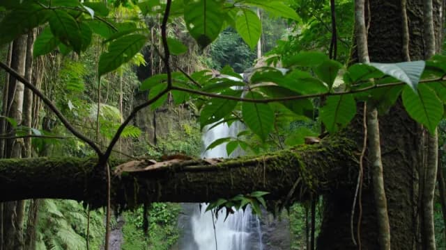 Tropical Waterfall View Framed by Lush Jungle Foliage
