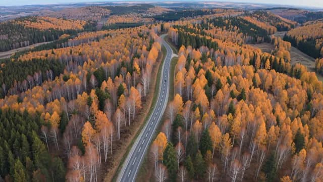 Aerial View of Winding Road Through Vibrant Autumn Forest