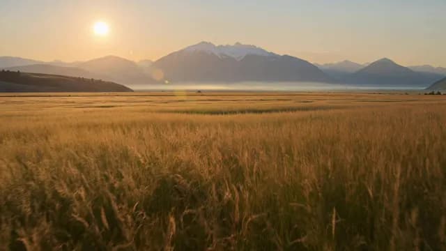 Sunrise Over Golden Grassland and Snowy Mountain Peaks
