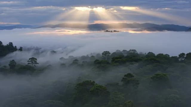 Sunrise Sunbeams over Foggy Tropical Rainforest Canopy