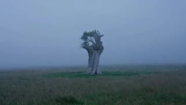 Solitary Ancient Tree in Thick Fog at Dawn