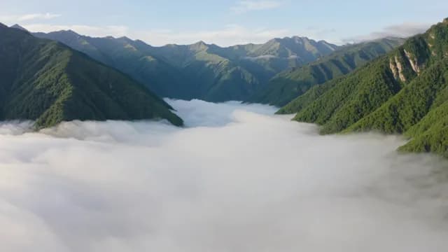 Aerial View of Thick Fog Filling Lush Green Mountain Valley