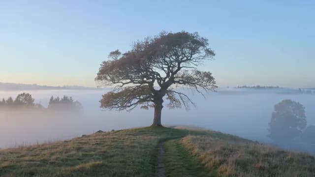Solitary Tree on Hilltop Above Thick Morning Fog at Sunrise