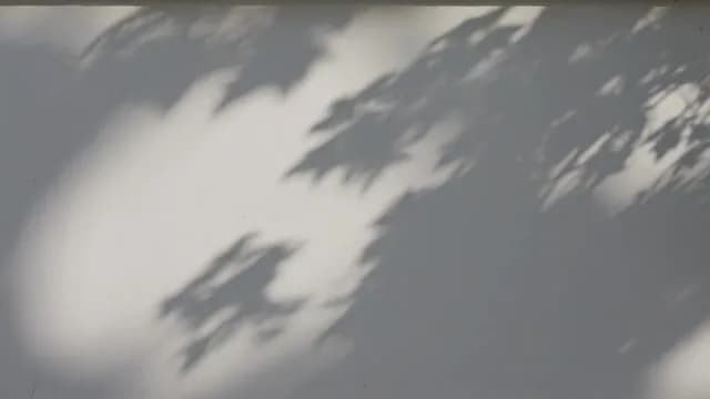 Minimalist Tree Leaf Shadows on White Wall Background