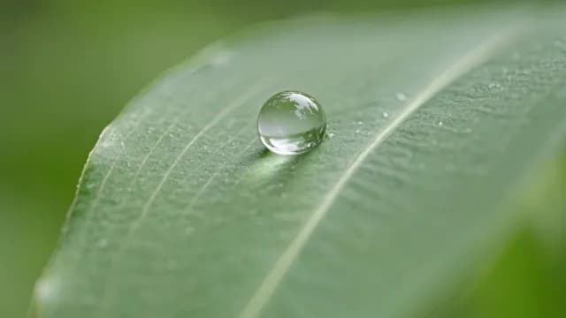 Macro Shot of Clear Water Droplet on Green Leaf