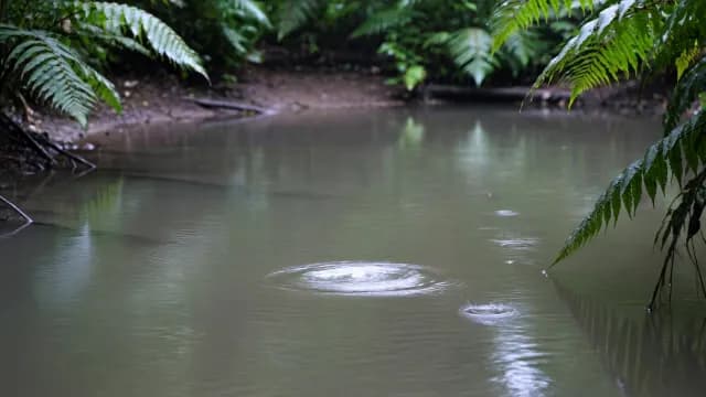 Rain Ripples on Rainforest Pond
