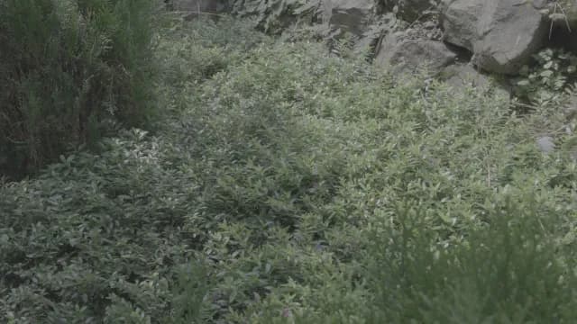 Lush Green Groundcover and Foliage in a Rock Garden Setting