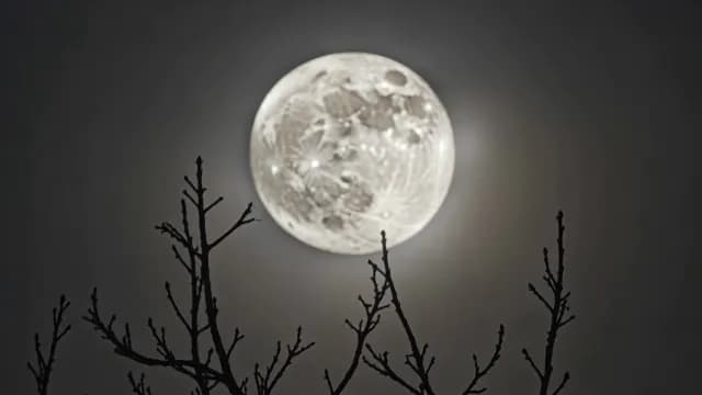 Luminous Full Moon Behind Silhouetted Tree Branches