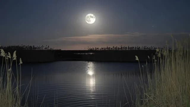 Full Moon Reflecting on Calm Lake at Night with Reeds