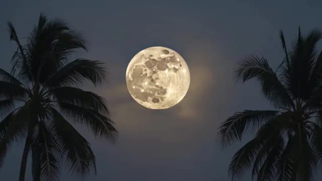 Large Full Moon Glowing Between Tropical Palm Trees at Night