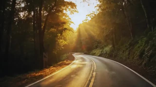 Sunlight Filtering Through Trees on a Winding Scenic Forest Road