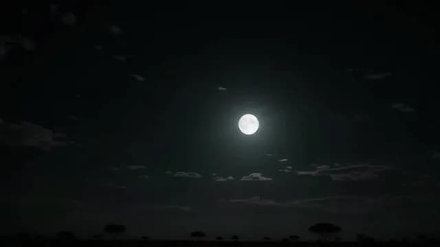 Full Moon Shining Over African Savanna Silhouettes at Night