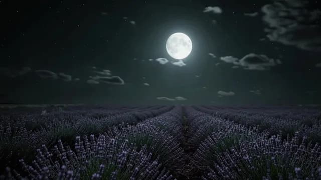 Full Moon Over Enchanting Lavender Field at Night