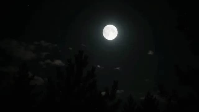 Bright Full Moon Glowing Over Dark Forest Pine Trees at Night