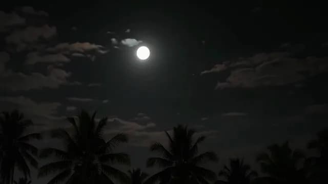 Bright Full Moon Shining Above Silhouette Palm Trees at Night
