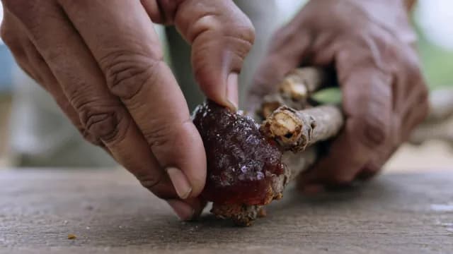 Close-up of Hands Harvesting Natural Tree Resin from Wooden Branch