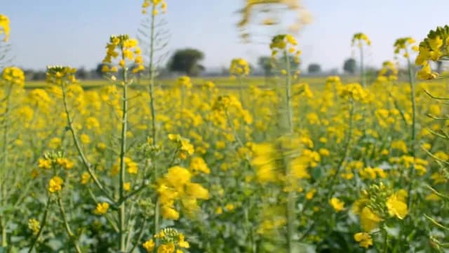 Vibrant Yellow Rapeseed Field in Full Bloom Under Sunny Sky