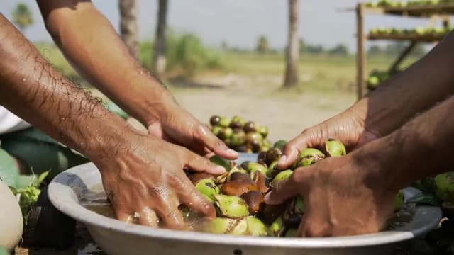 Close-up of Hands Washing Freshly Harvested Palm Fruits in Water