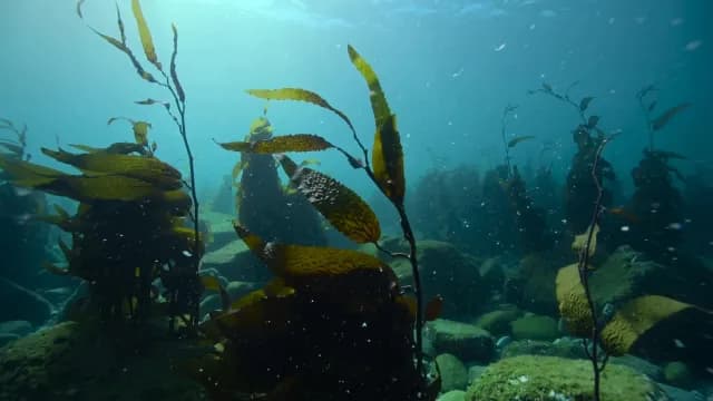 Sunlit Kelp Forest Swaying in Clear Blue Underwater Ocean Current