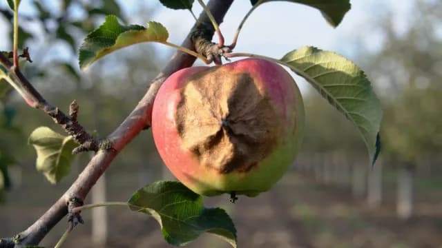 Close-up of a Rotten Apple Hanging on a Tree Branch