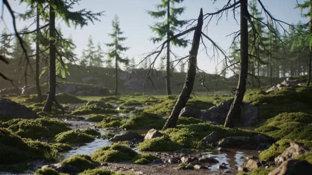 Serene Forest Stream with Mossy Ground and Pine Trees