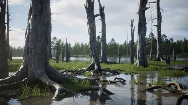 Eerie Dead Trees Standing in a Calm Swampy Marsh