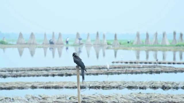 Black Bird Perched on Stake in Flooded Rural Jute Field