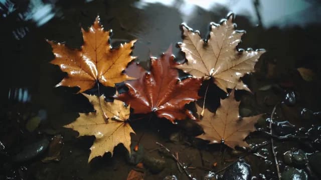 Autumn Maple Leaves Floating on Still Dark Water Surface