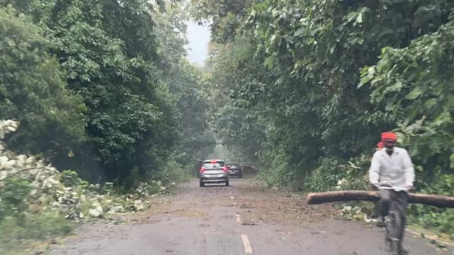Cars Driving Through a Dense Forest Road with Debris After Storm
