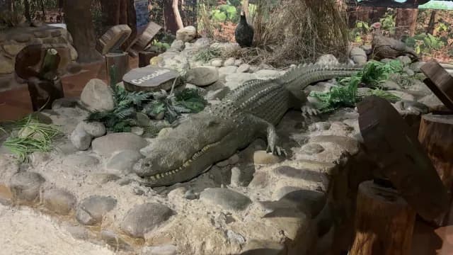 Realistic Crocodile Model in a Natural History Museum, Jim Corbett, Uttarakhand