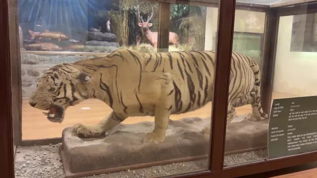 Taxidermied Bengal Tiger Exhibit in Jim Corbett National Park Museum, Jim Corbett, Uttarakhand